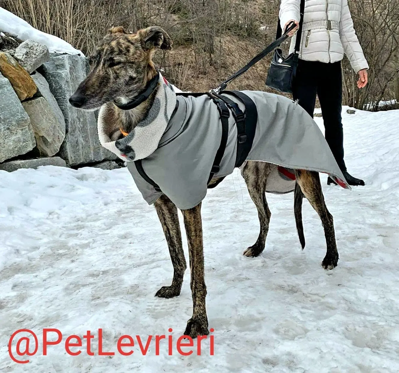 Lorenzo adozione levrieri galgo 16