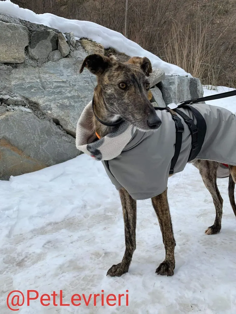Lorenzo adozione levrieri galgo 17