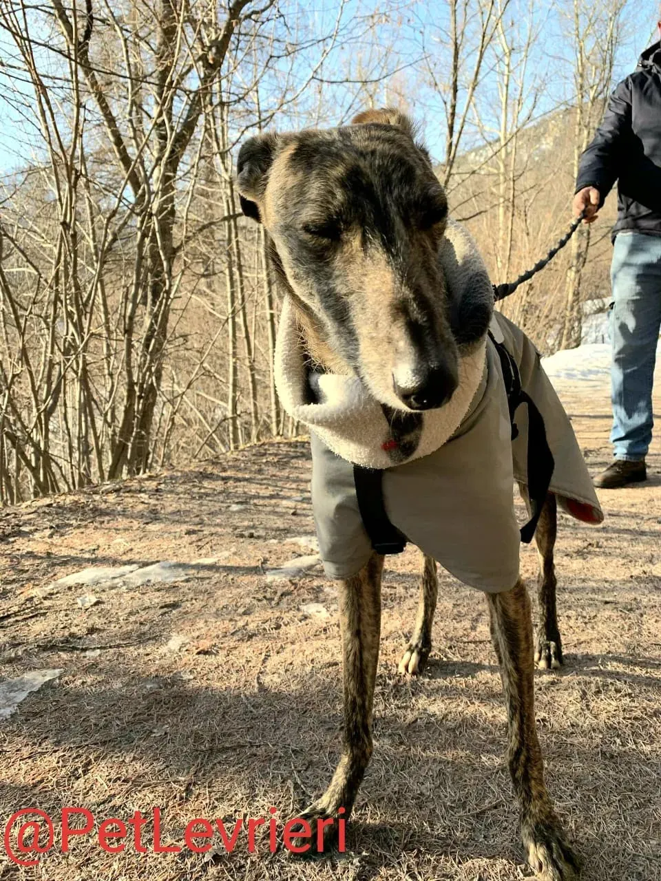 Lorenzo adozione levrieri galgo 18