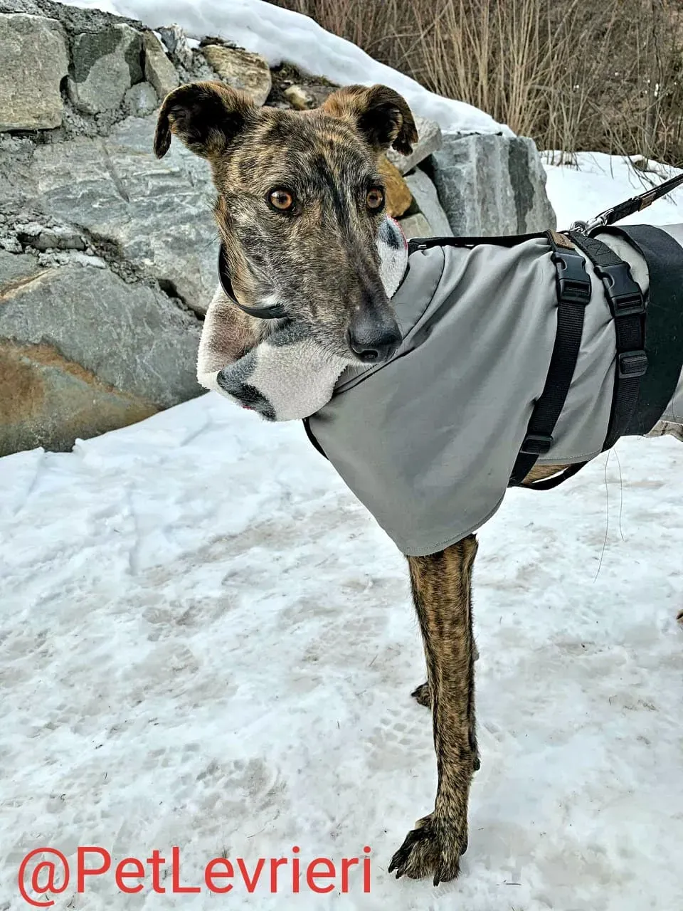 Lorenzo adozione levrieri galgo 19