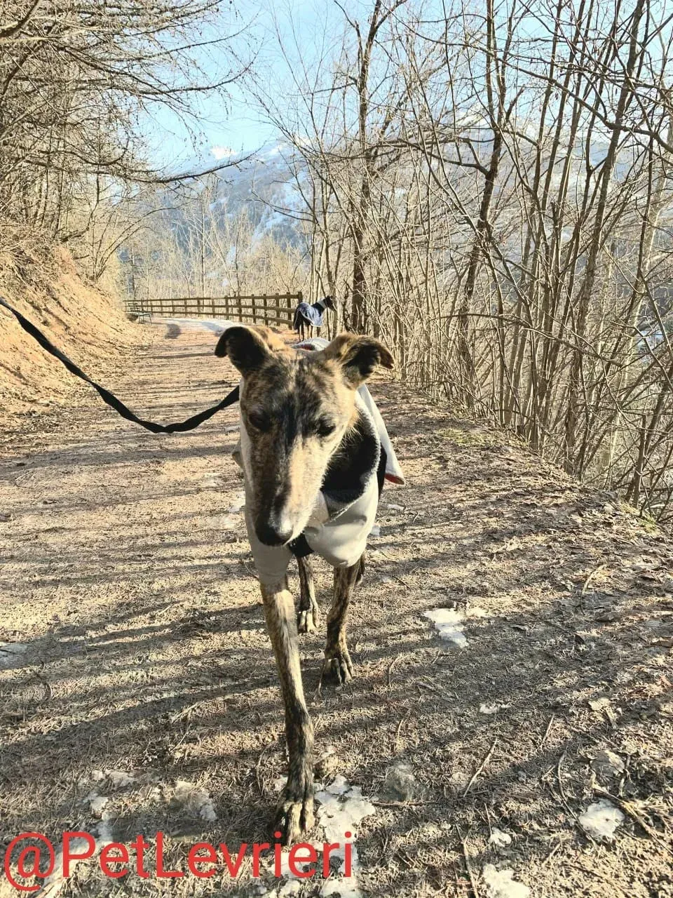 Lorenzo adozione levrieri galgo 20