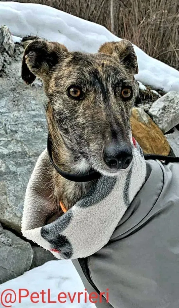 Lorenzo adozione levrieri galgo 21