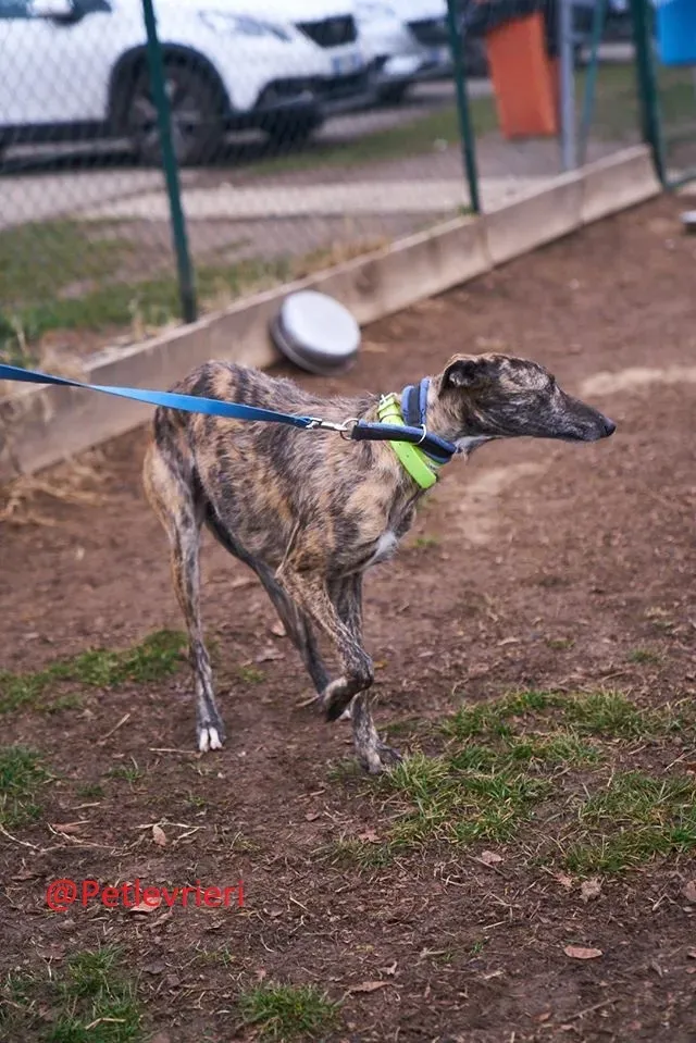 Lorenzo adozione levrieri galgo 22