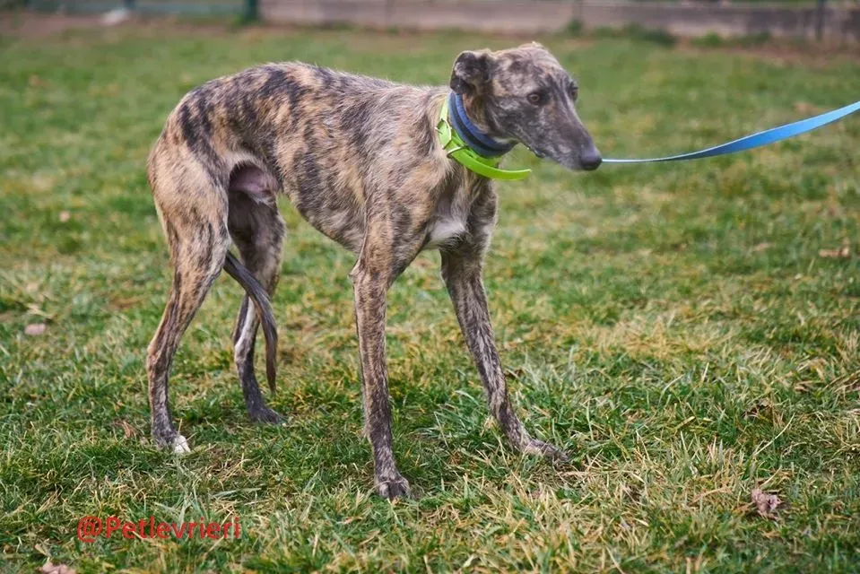 Lorenzo adozione levrieri galgo 23