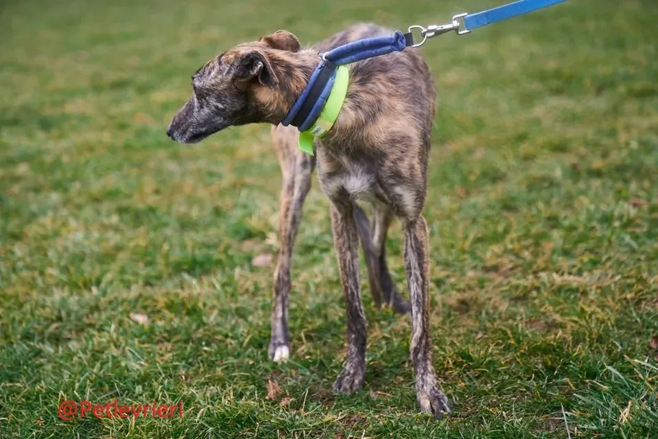 Lorenzo adozione levrieri galgo 24