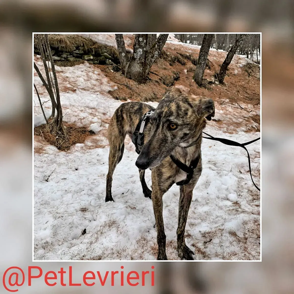 Lorenzo adozione levrieri galgo 25