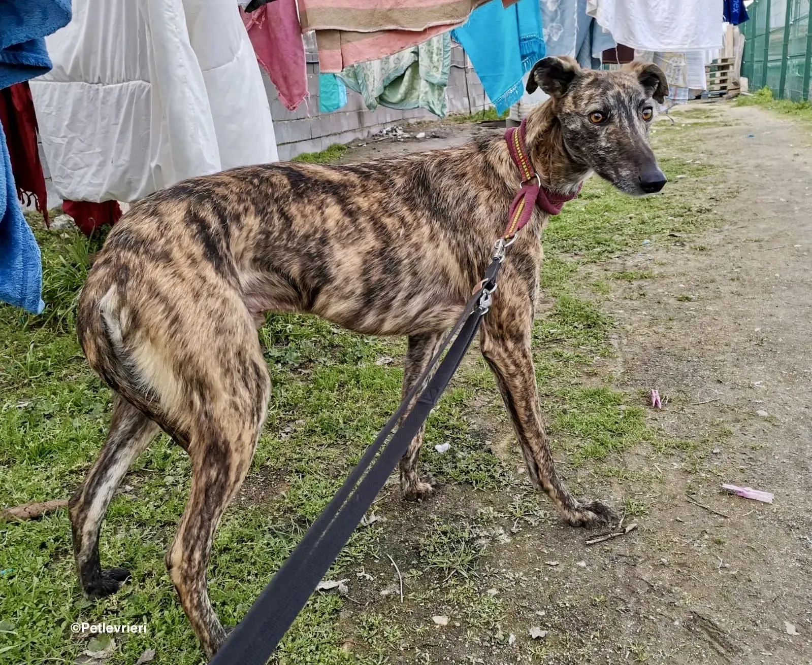 Lorenzo adozione levrieri galgo 7