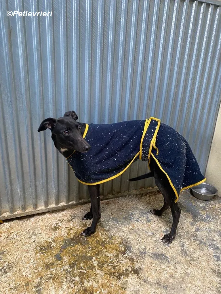 Loretta adozione levrieri greyhound 1