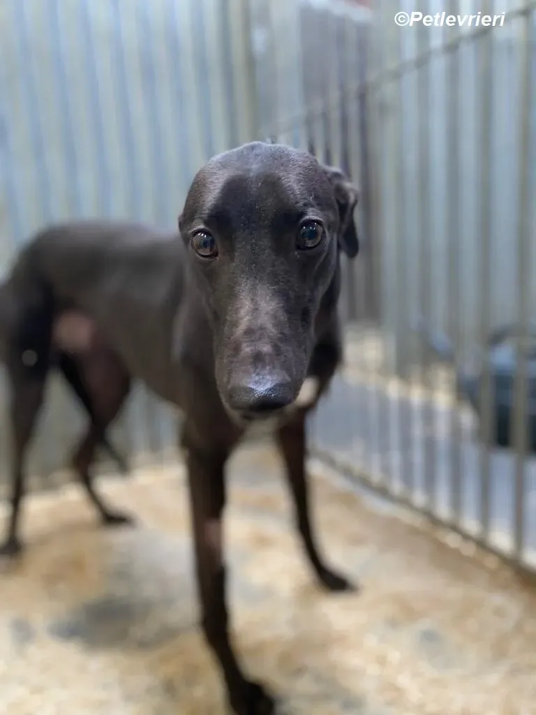 Loretta adozione levrieri greyhound 10