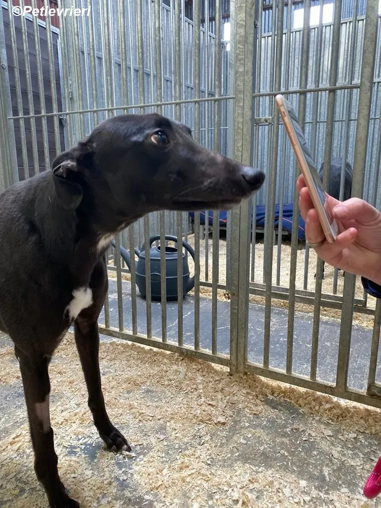 Loretta adozione levrieri greyhound 11