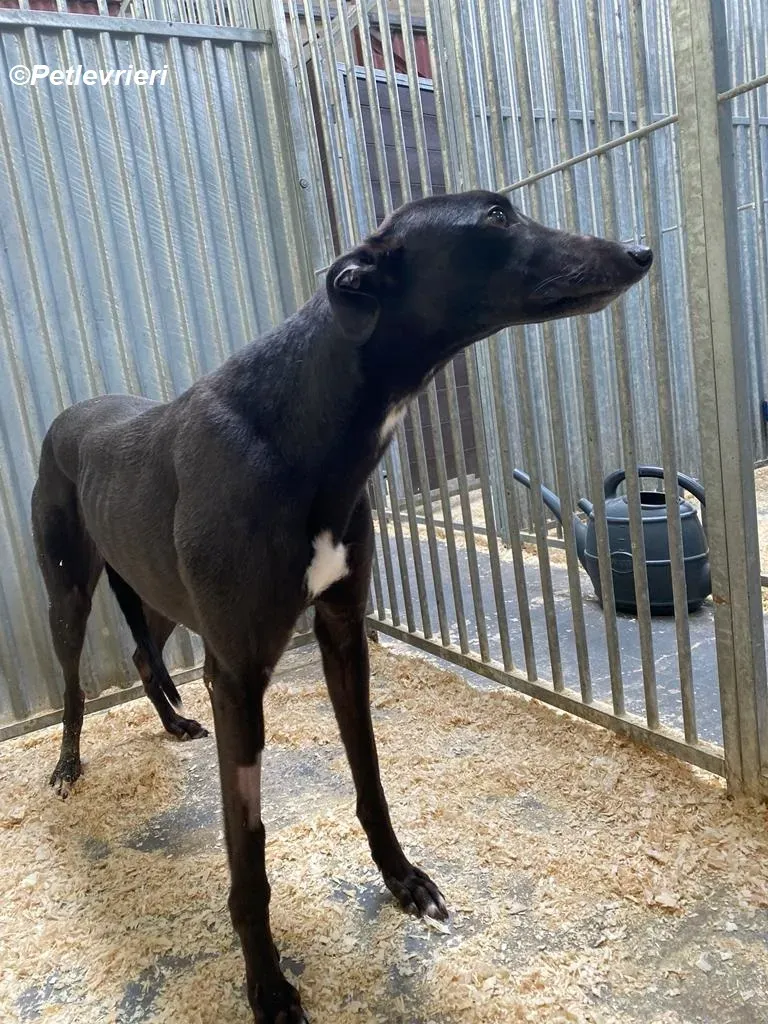 Loretta adozione levrieri greyhound 12