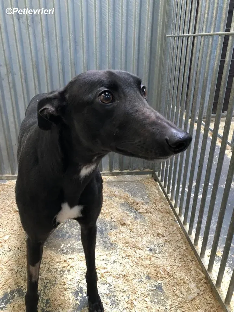 Loretta adozione levrieri greyhound 13