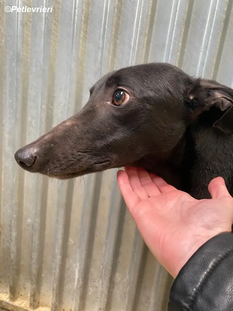 Loretta adozione levrieri greyhound 2