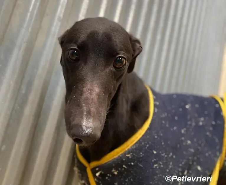 Loretta adozione levrieri greyhound 3