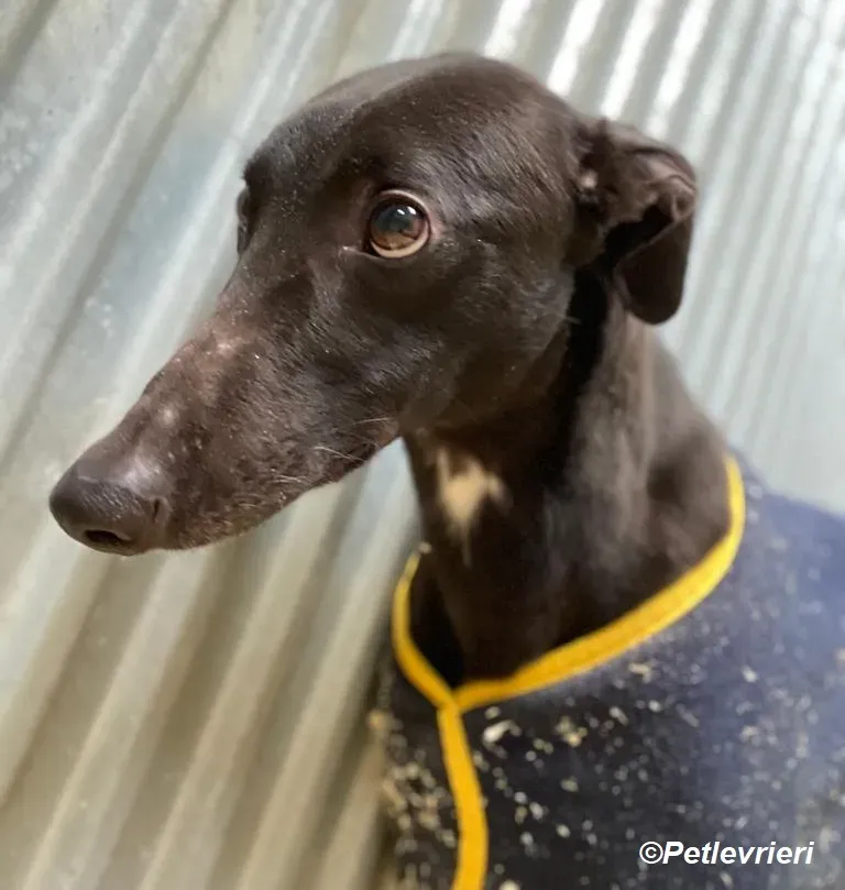 Loretta adozione levrieri greyhound 4