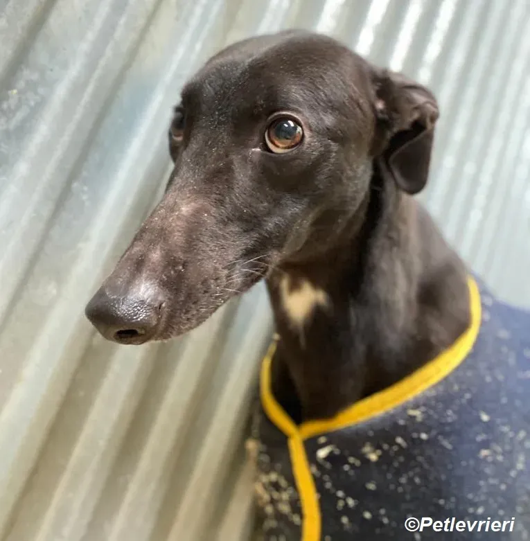Loretta adozione levrieri greyhound 5