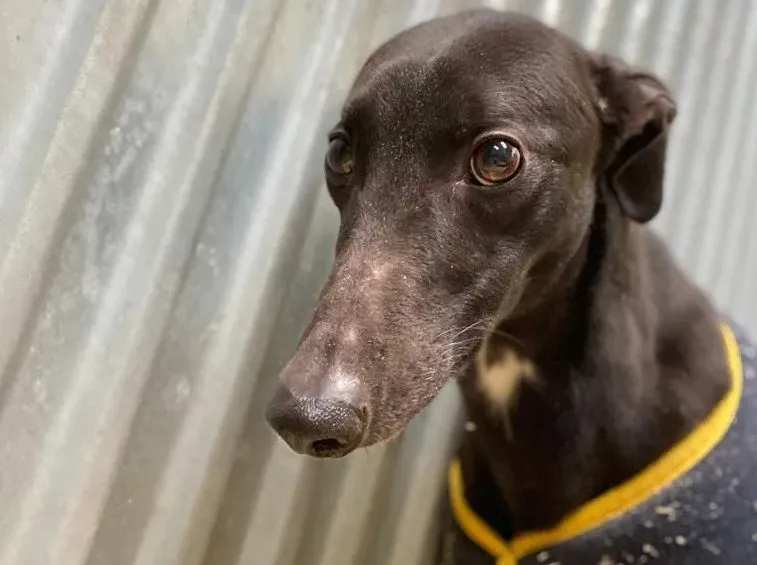 Loretta adozione levrieri greyhound 6 e1646725971259