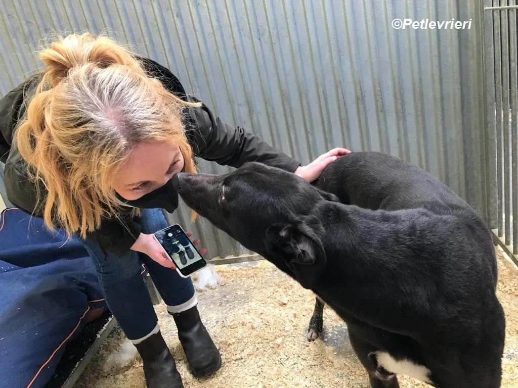 Loretta adozione levrieri greyhound 7