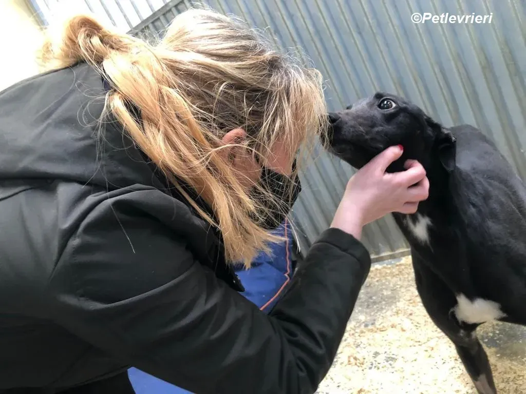 Loretta adozione levrieri greyhound 8