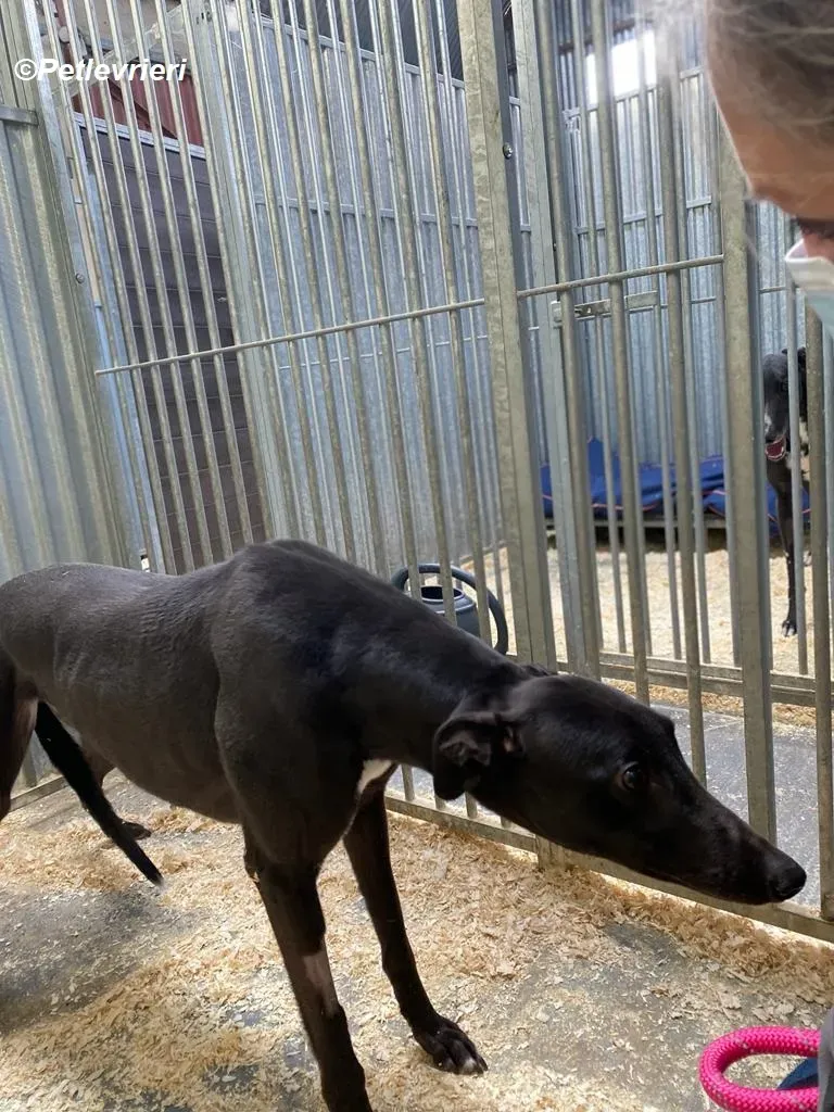 Loretta adozione levrieri greyhound 9