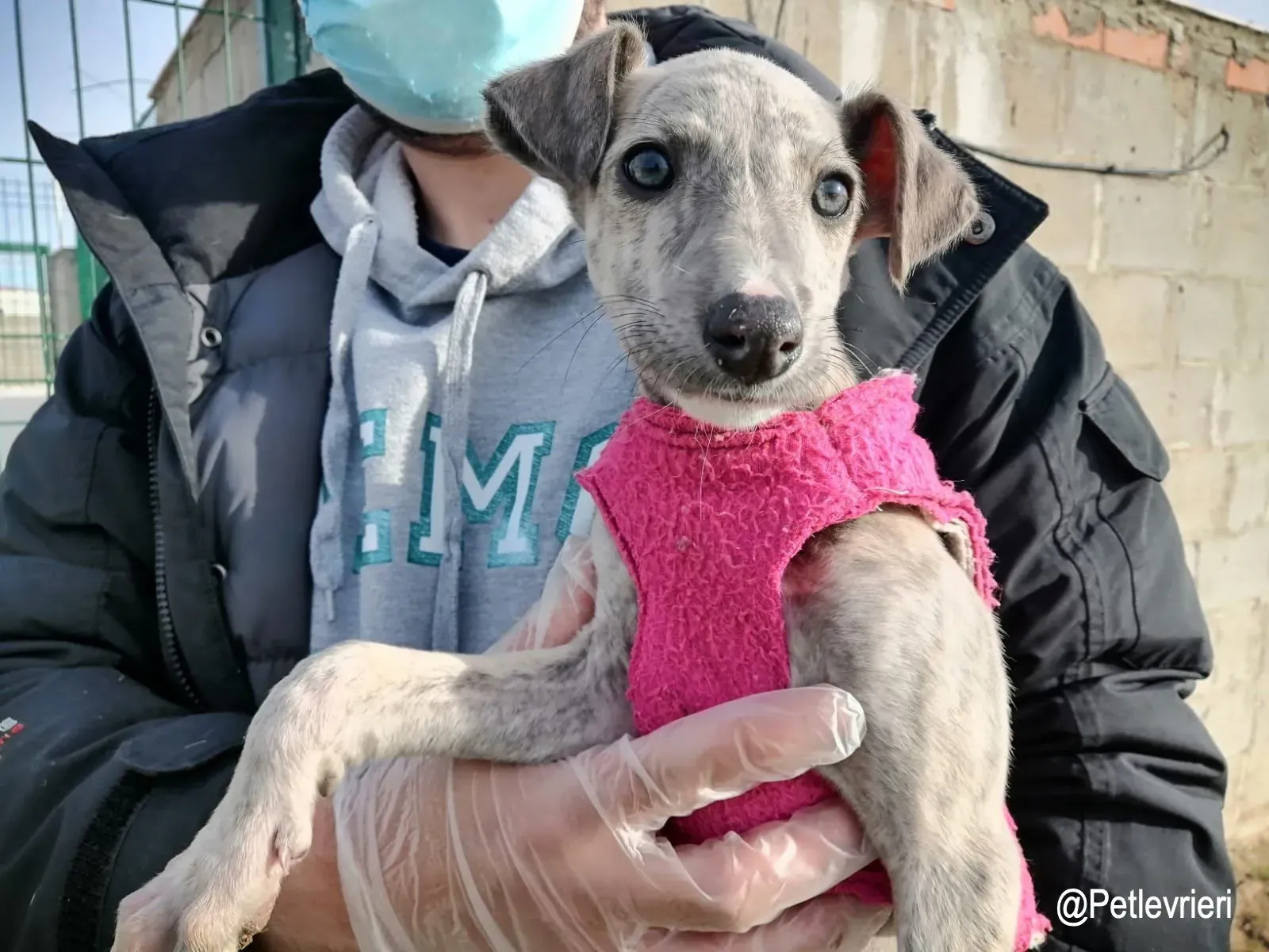 Loriena adozioni levrieri galgo1