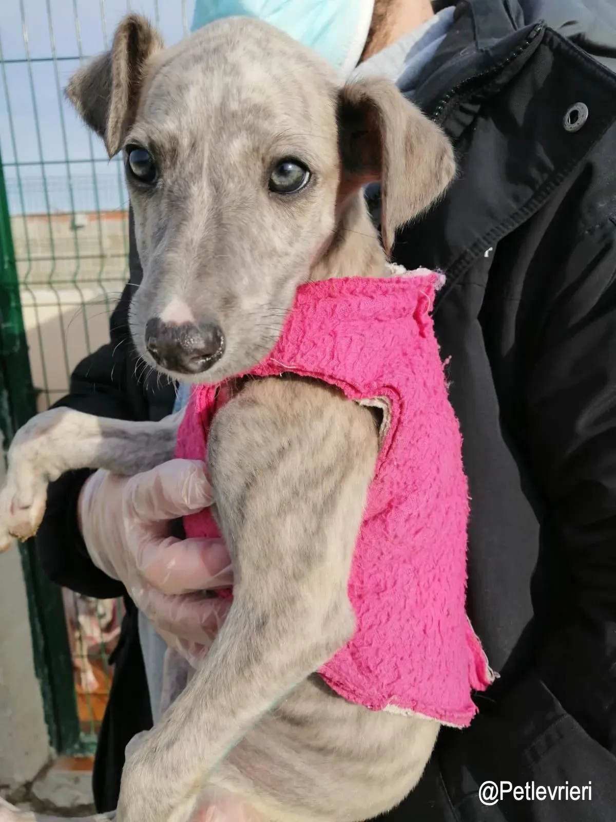 Loriena adozioni levrieri galgo2