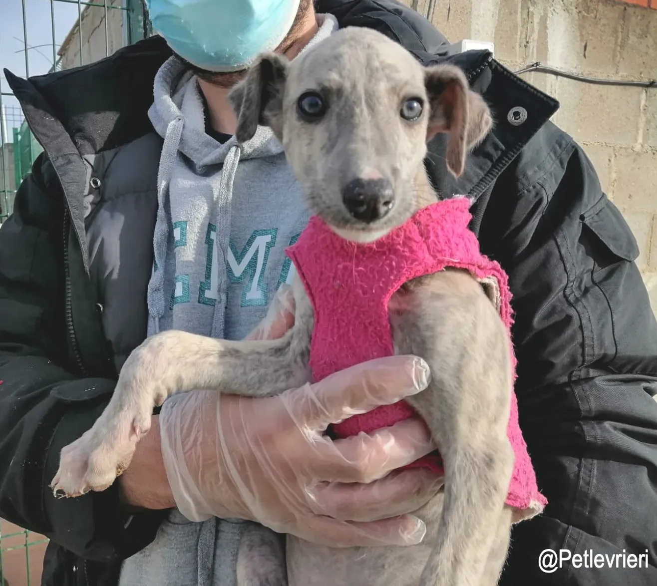 Loriena adozioni levrieri galgo3