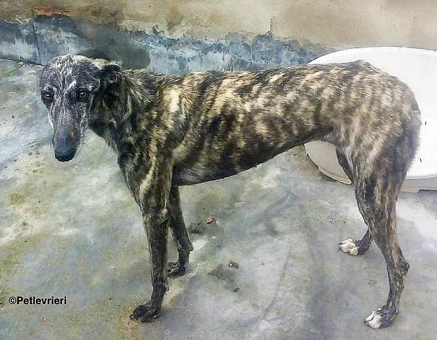 Lotta adozione levrieri galgo 1 2 1