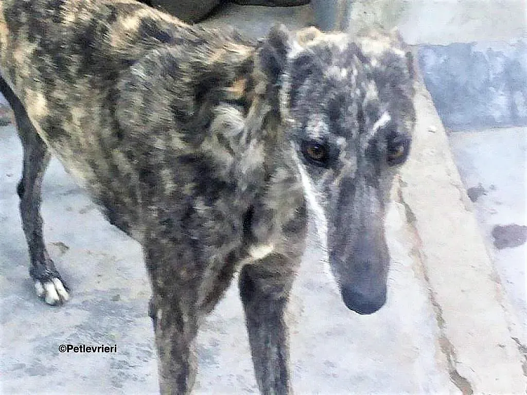 Lotta adozione levrieri galgo 2 1024x768 1