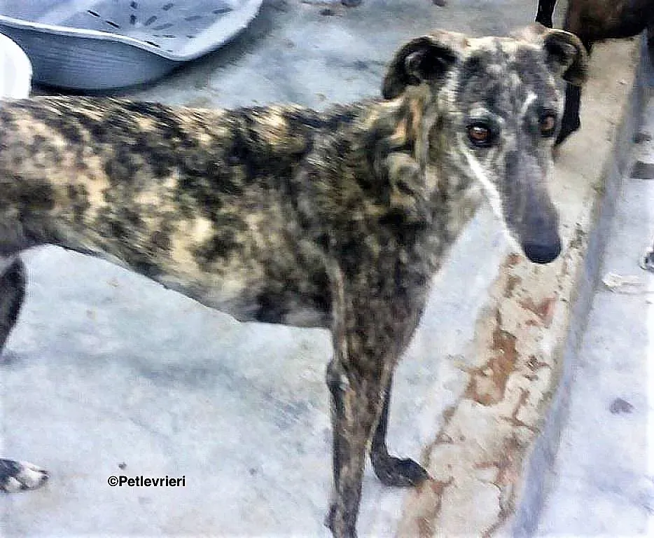 Lotta adozione levrieri galgo 3 1