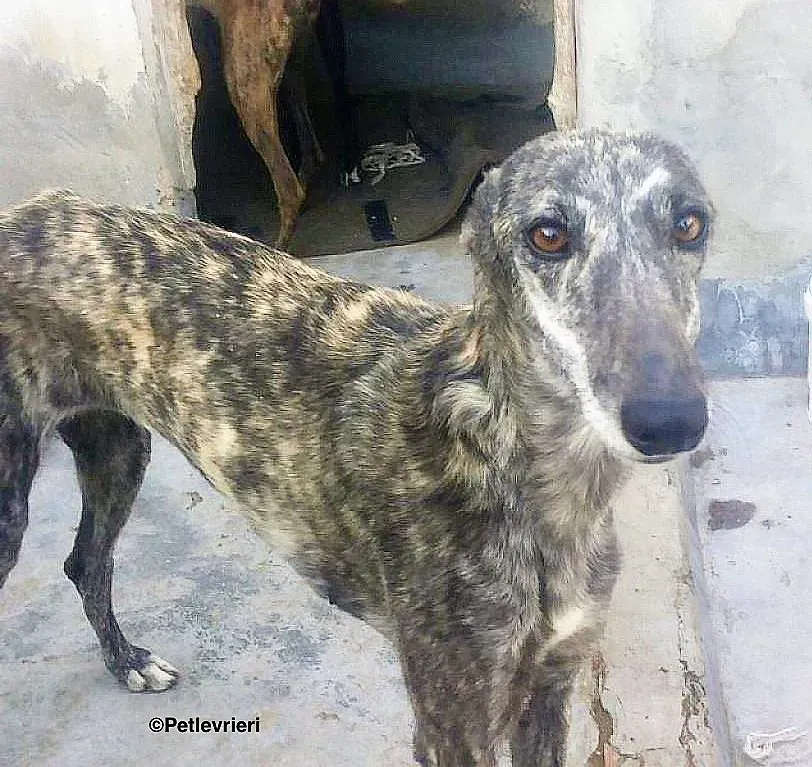 Lotta adozione levrieri galgo 4 2