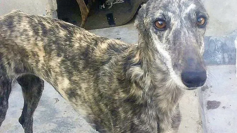 Lotta adozione levrieri galgo 4 BIS 1