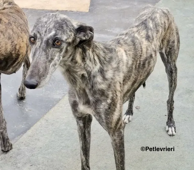 Lotta adozione levrieri galgo 6