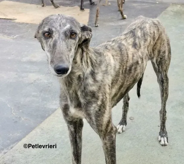 Lotta adozione levrieri galgo 7 n