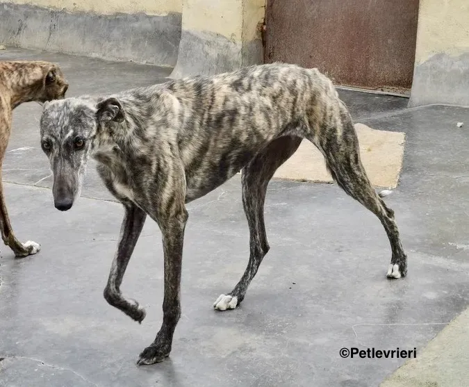 Lotta adozione levrieri galgo 8