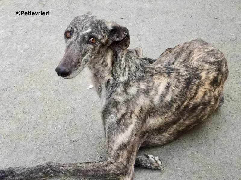 Lotta adozione levrieri galgo 9
