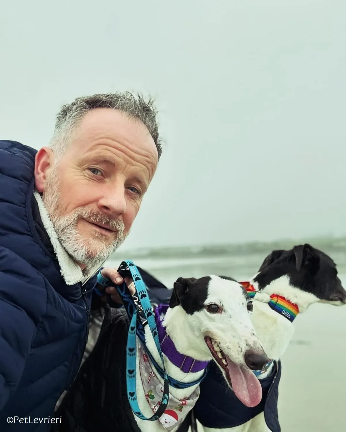 Lotta adozione levrieri greyhound 10