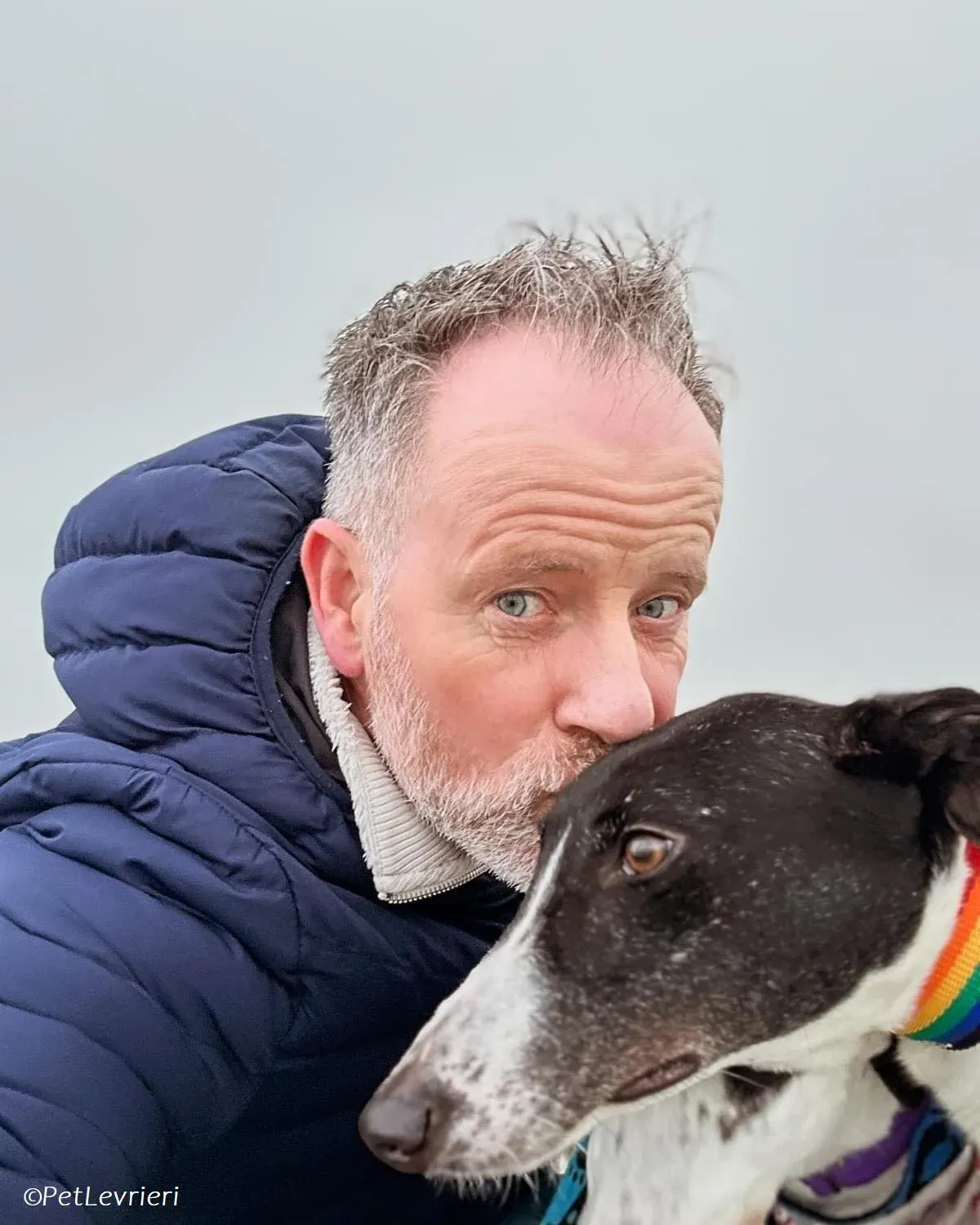 Lotta adozione levrieri greyhound 11