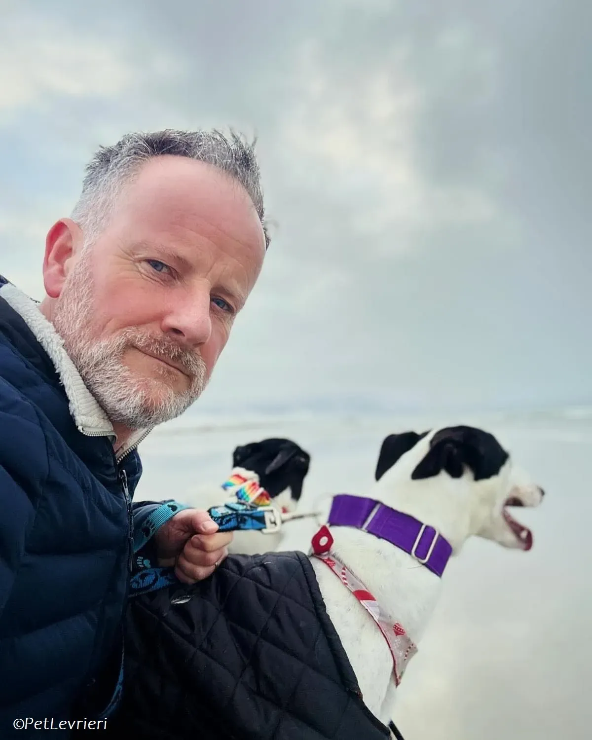 Lotta adozione levrieri greyhound 12