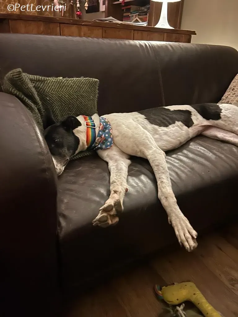 Lotta adozione levrieri greyhound 13