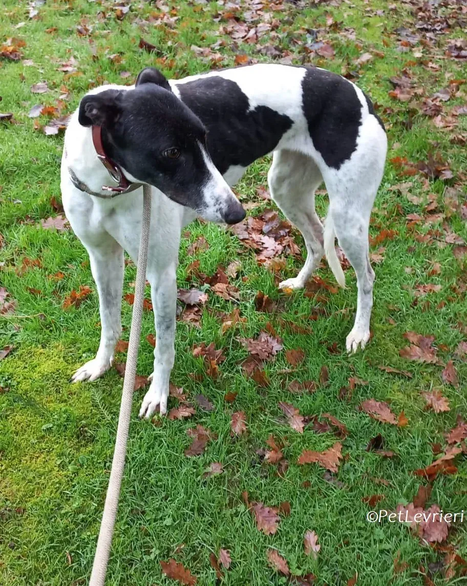 Lotta adozione levrieri greyhound 5