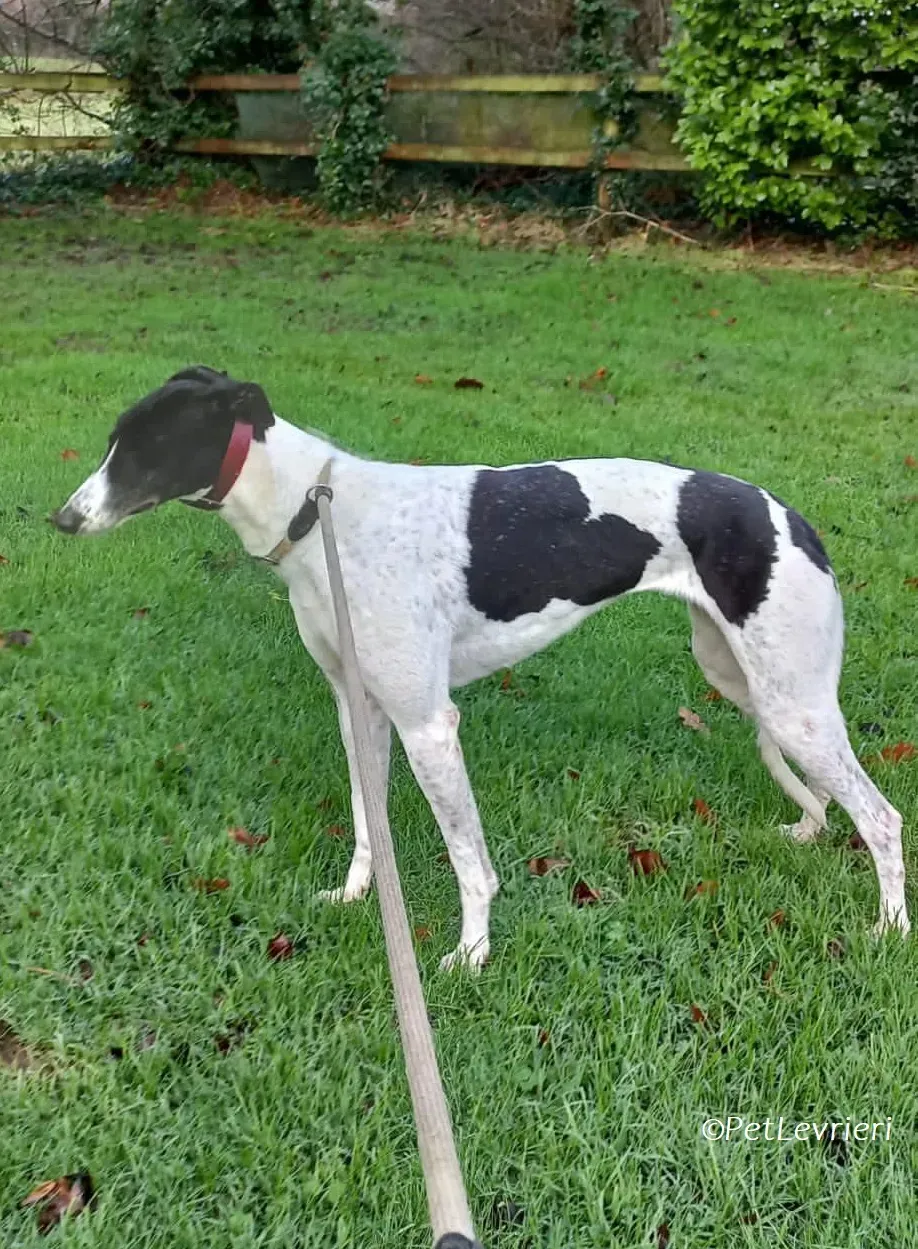 Lotta adozione levrieri greyhound 6