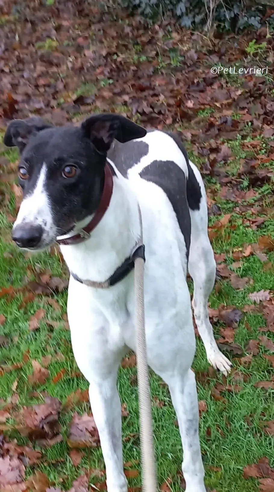 Lotta adozione levrieri greyhound 7