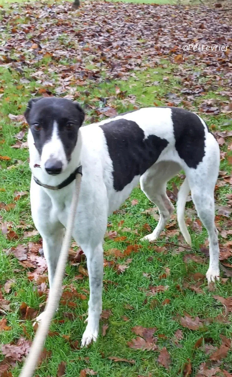 Lotta adozione levrieri greyhound 8