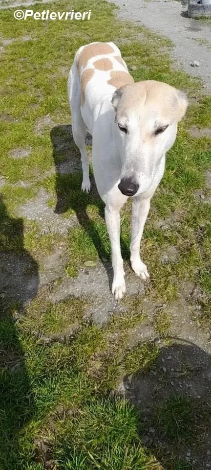 Louise adozione levrieri greyhound 1