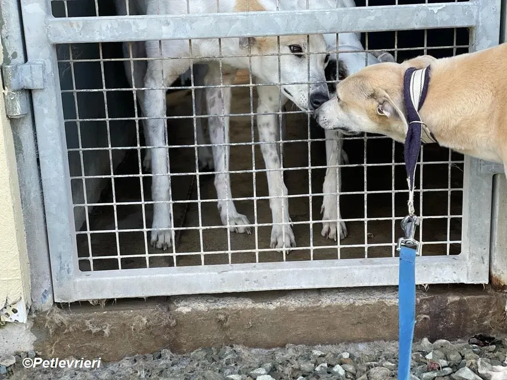 Louise adozione levrieri greyhound 10