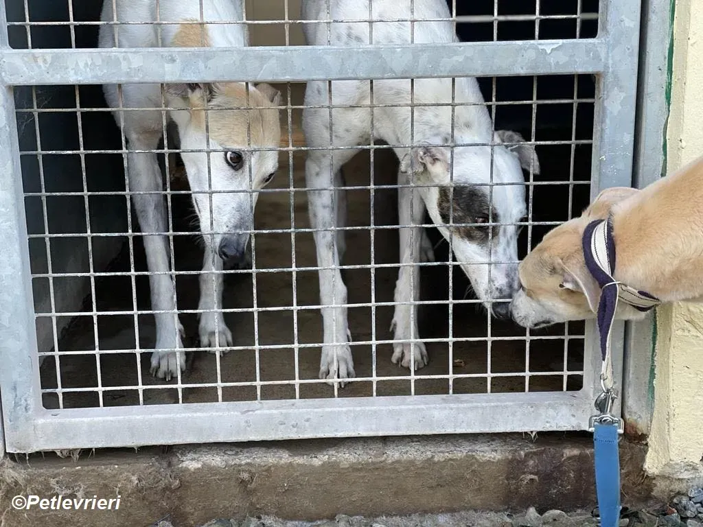 Louise adozione levrieri greyhound 11