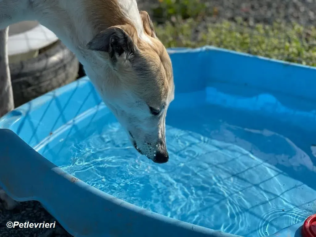 Louise adozione levrieri greyhound 2