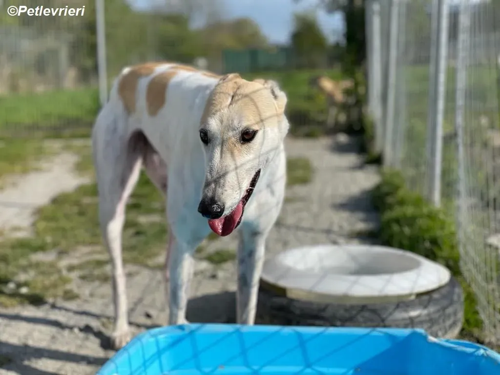 Louise adozione levrieri greyhound 3