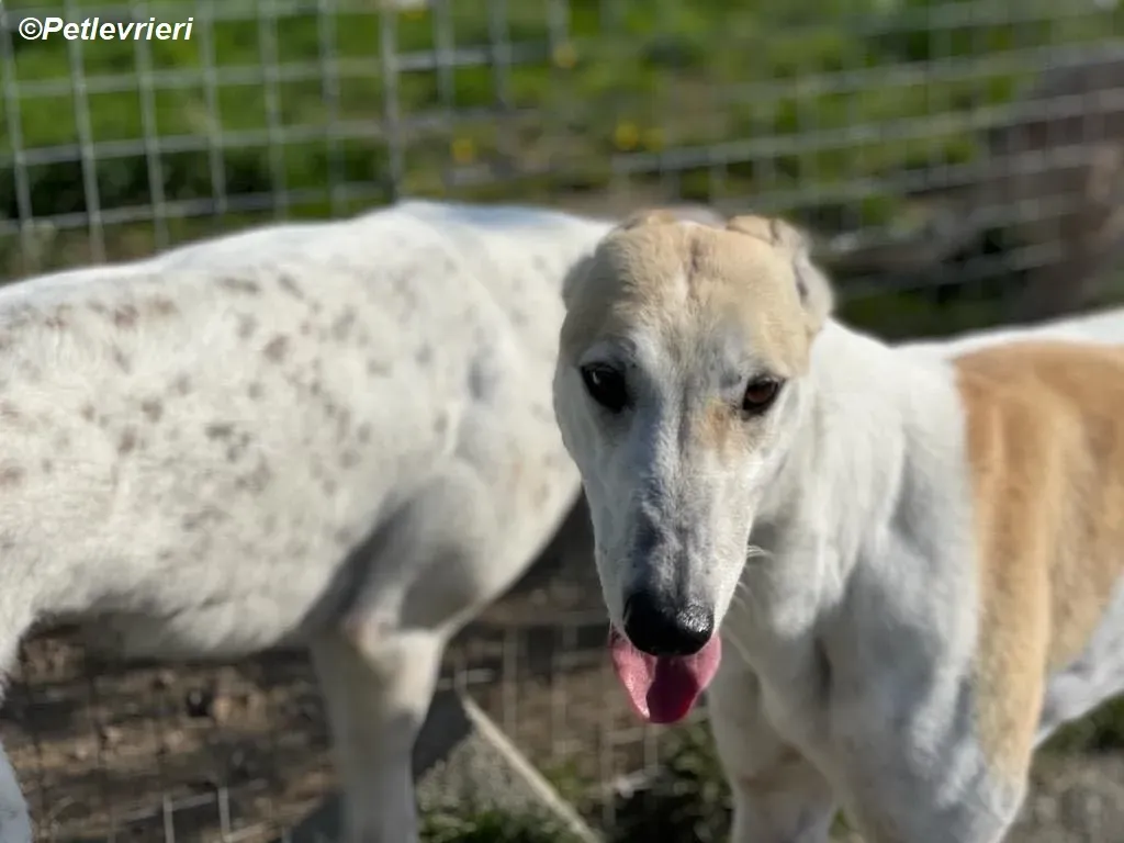 Louise adozione levrieri greyhound 4